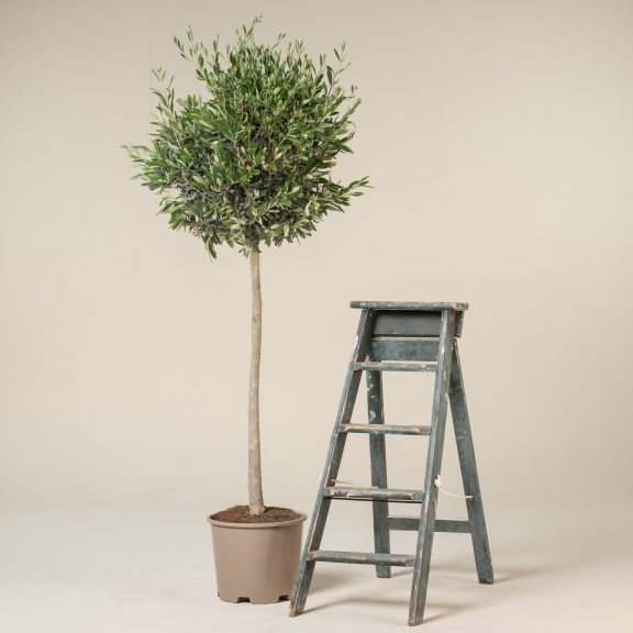 Olea Europaea – Topiary