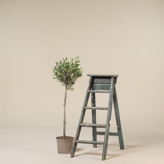 Olea Europaea – Topiary