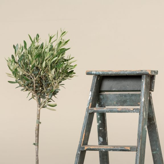 Olea Europaea – Topiary