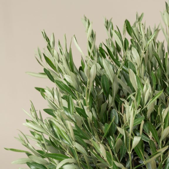 Olea Europaea – Topiary