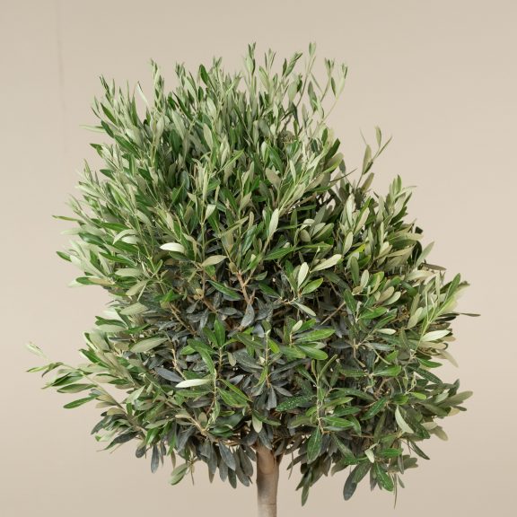 Olea Europaea – Topiary
