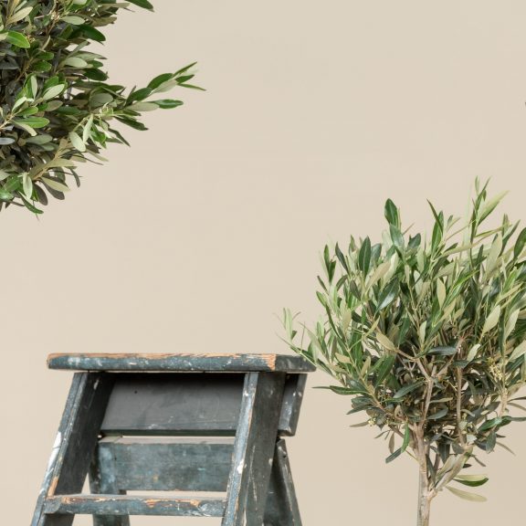 Olea Europaea – Topiary