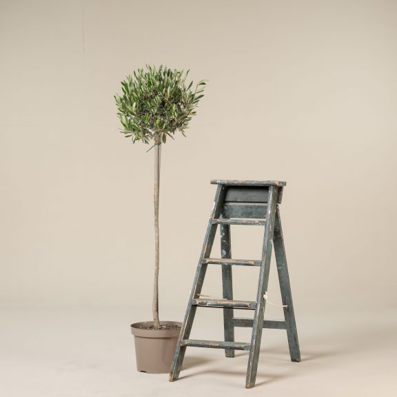 Olea Europaea – Topiary