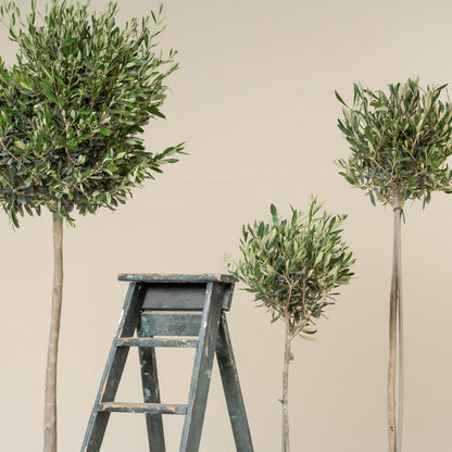 Olea Europaea – Topiary