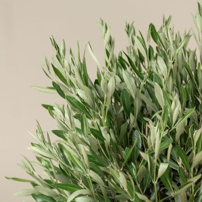 Olea Europaea – Topiary